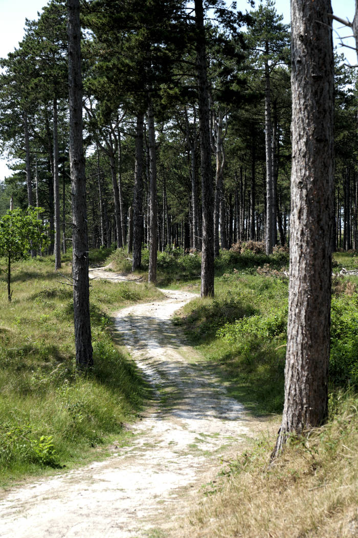 Ein sandiger Waldweg führt zwischen hohen Kiefern hindurch