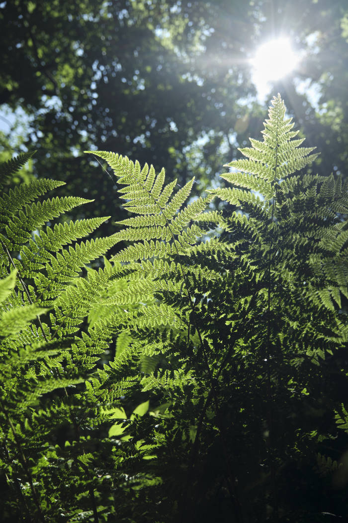 Farn mit Sonneneinstrahlung im Wald